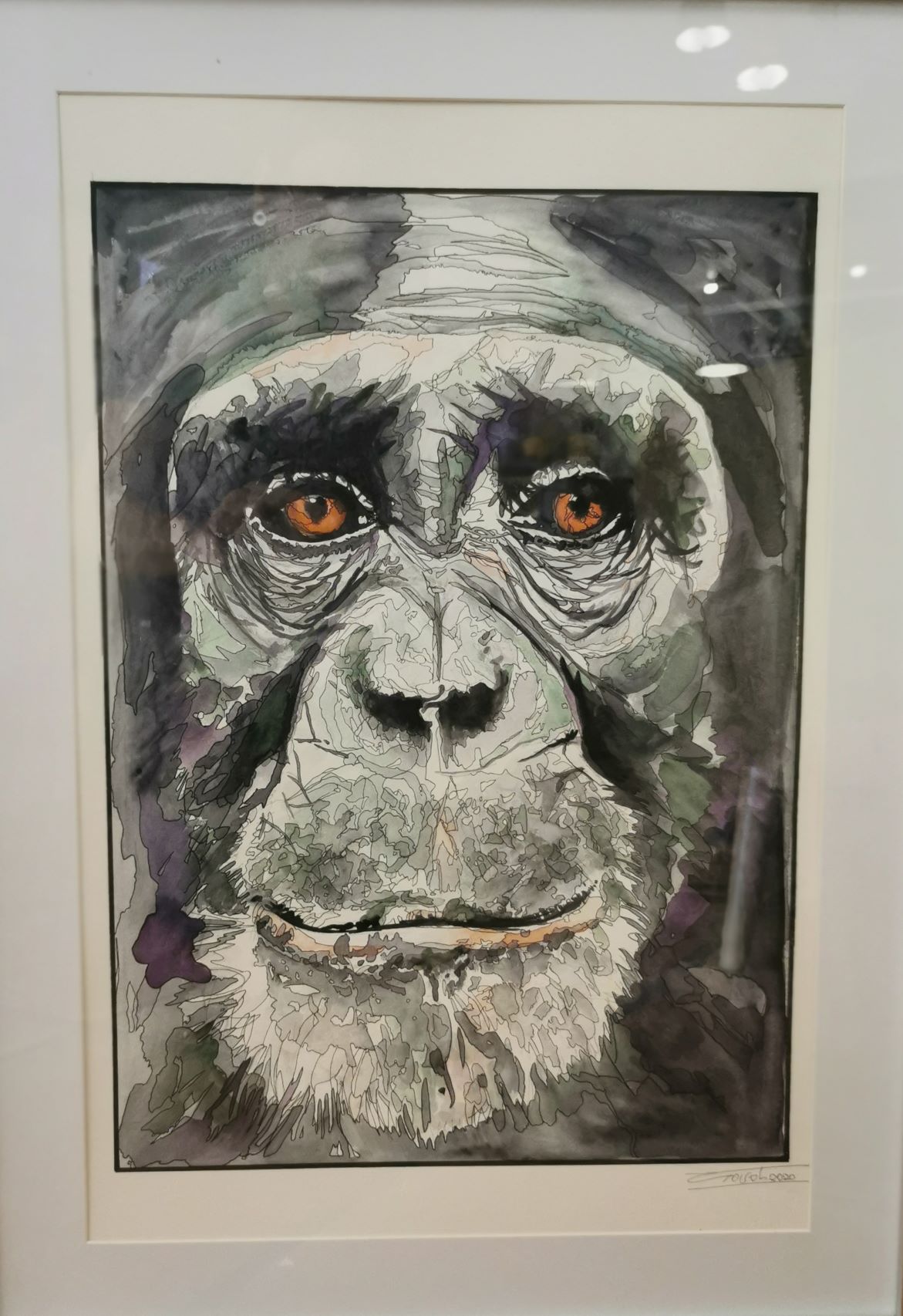 Chimpanzé vieux aquarelle